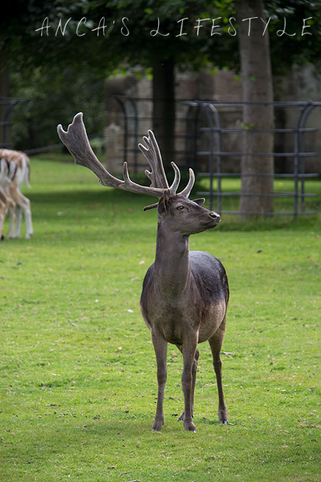 Dunham Massey deer park 4