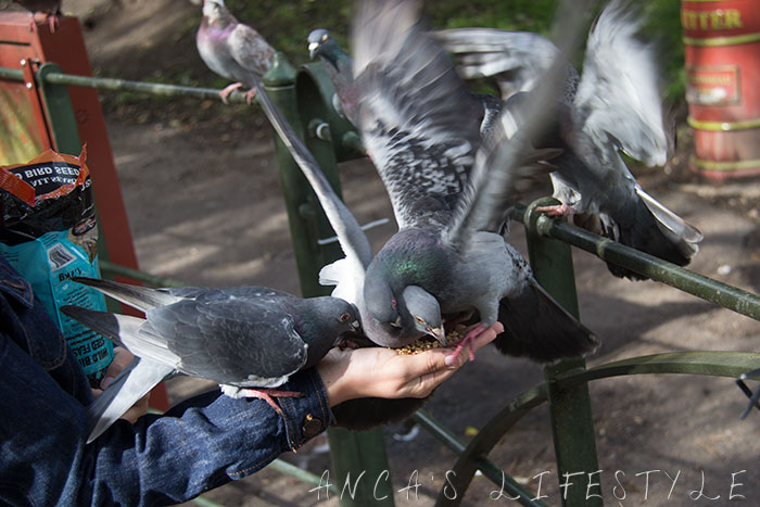 feeding pigeons 03