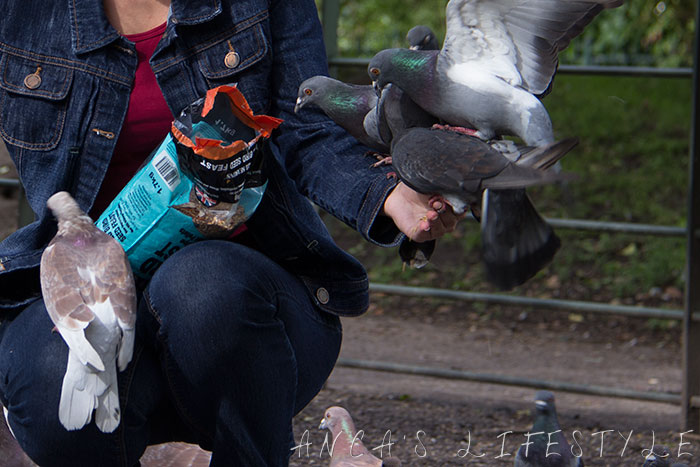 feeding pigeons 05