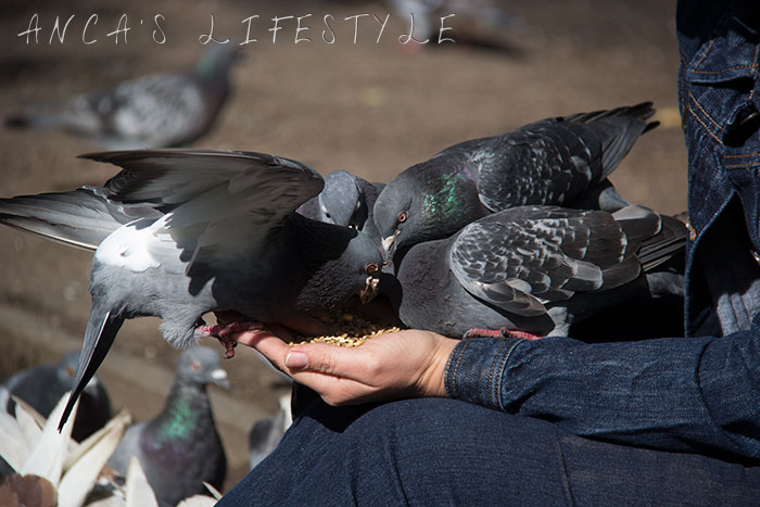 feeding pigeons 11