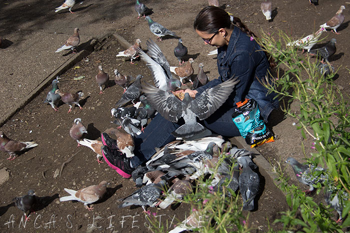 feeding pigeons 13