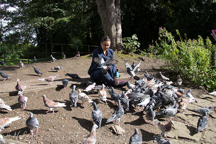 feeding pigeons 18