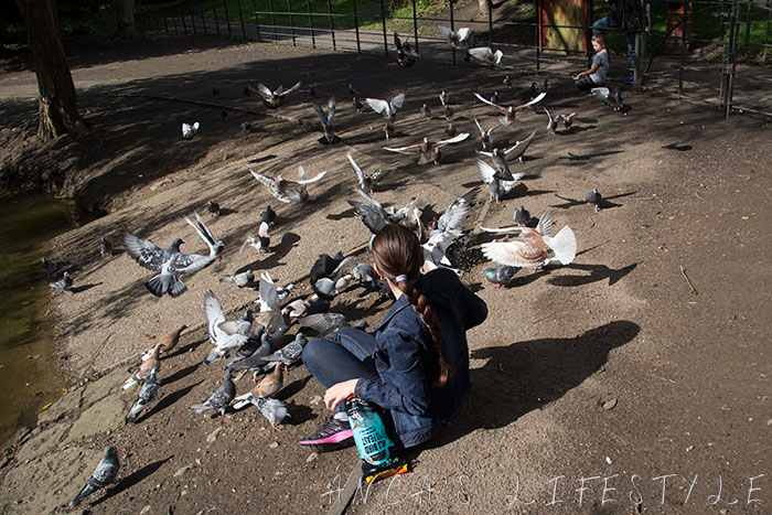feeding pigeons 19