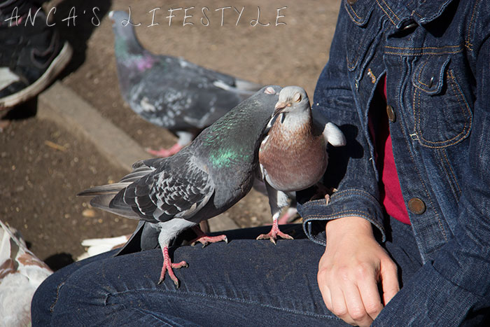 feeding pigeons 20