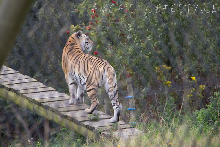 knowsley safari park 02