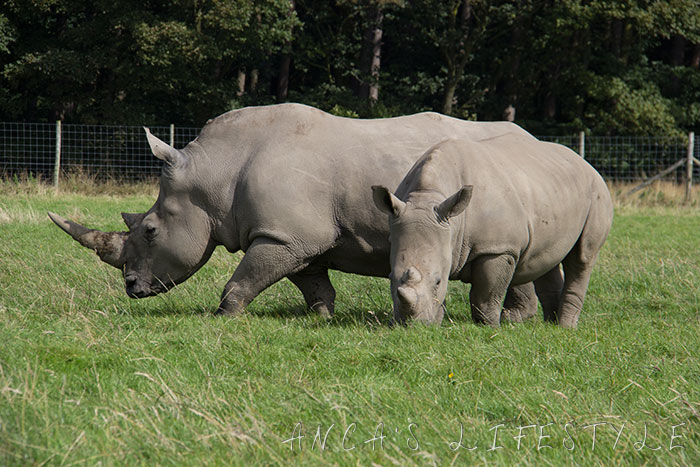 knowsley safari park 08