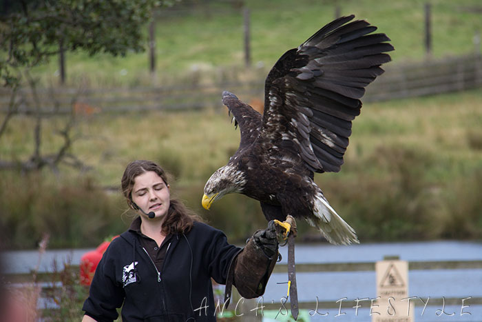 knowsley safari park 21