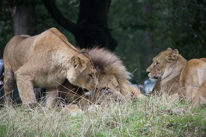 lions knowsley 4