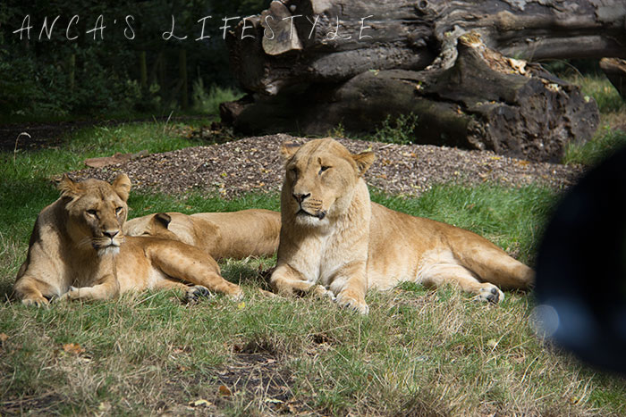 lions knowsley 8