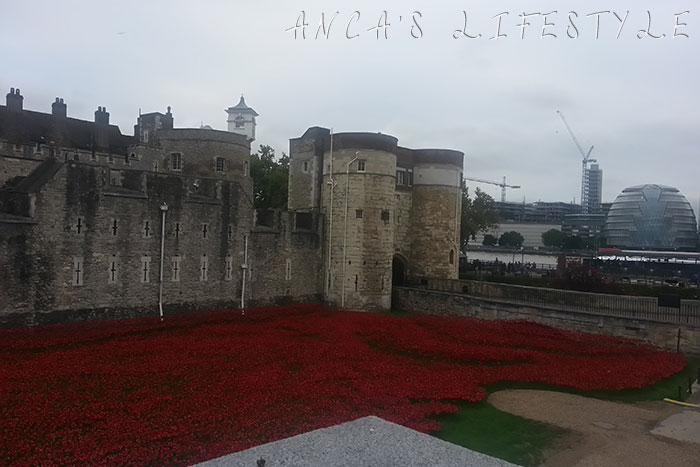 tower of london poppies 6