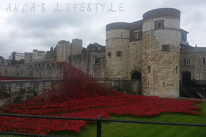 tower of london poppies 7