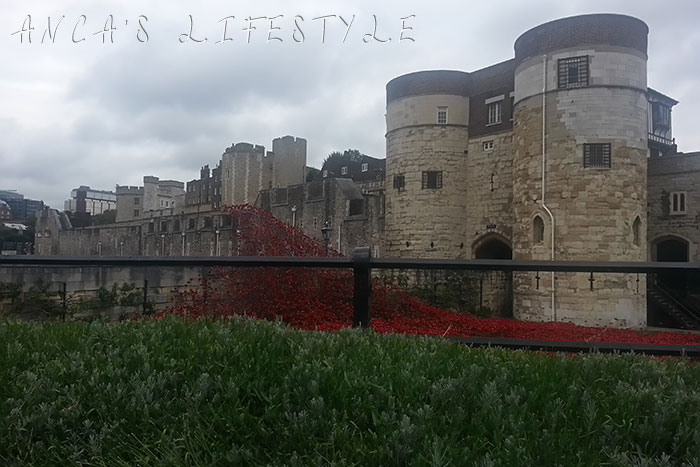 tower of london poppies 8