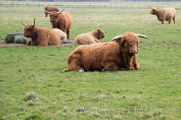 02 Highland cattle