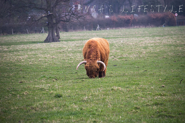 06 Highland cattle