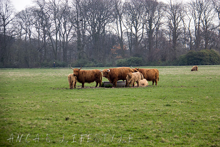 12 Highland cattle