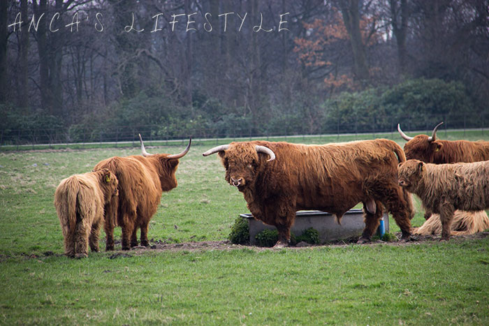 16 Highland cattle