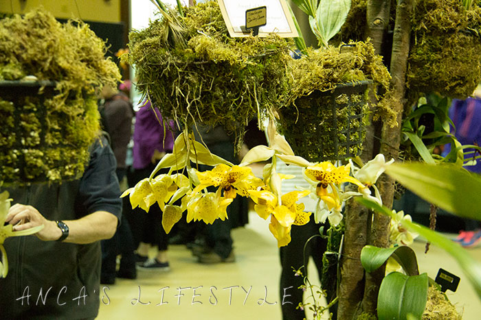 02 Tatton Park and Orchid Show