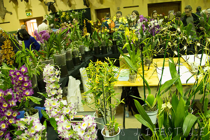 06 Tatton Park and Orchid Show