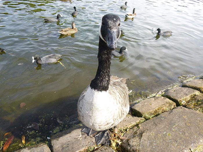 01 Feeding birds in Sefton Park