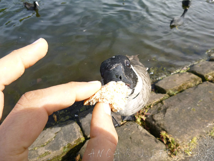 02 Feeding birds in Sefton Park