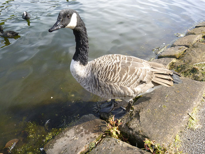 03 Feeding birds in Sefton Park