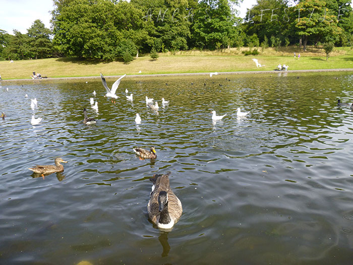 04 Feeding birds in Sefton Park
