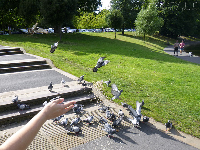 06 Feeding birds in Sefton Park
