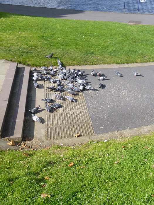 07 Feeding birds in Sefton Park