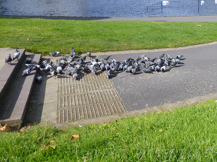 08 Feeding birds in Sefton Park