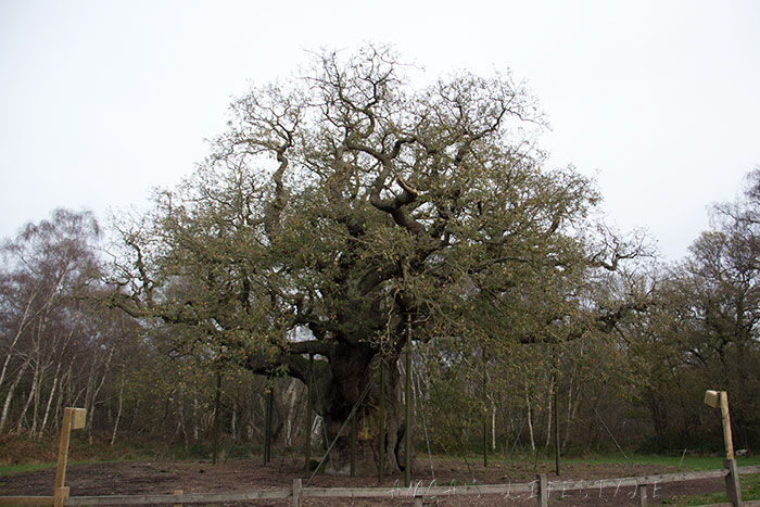 04 Sherwood forest Major Oak tree