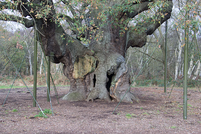 05 Sherwood forest Major Oak tree