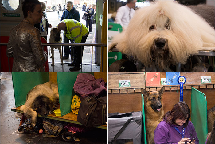Dog-benches-Crufts-02