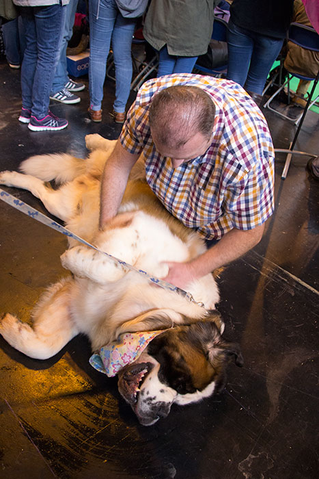 Dog-benches-Crufts-03