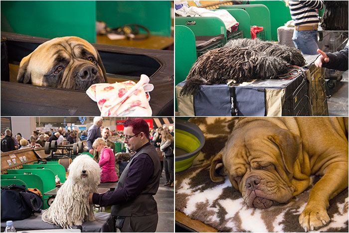 Dog-benches-Crufts-05