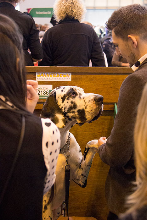 Dog-benches-Crufts-06