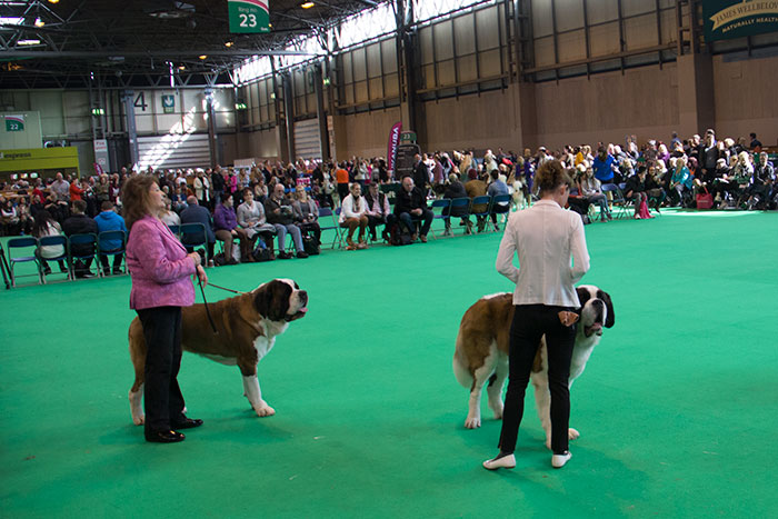 Dog-rings-Crufts-02