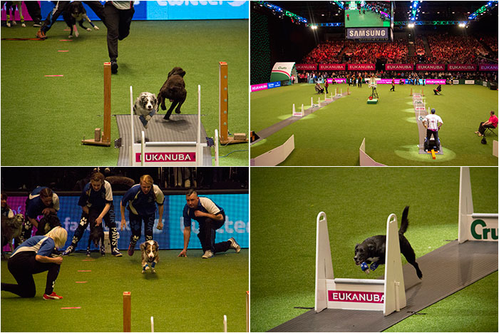 Flyball-Crufts-2