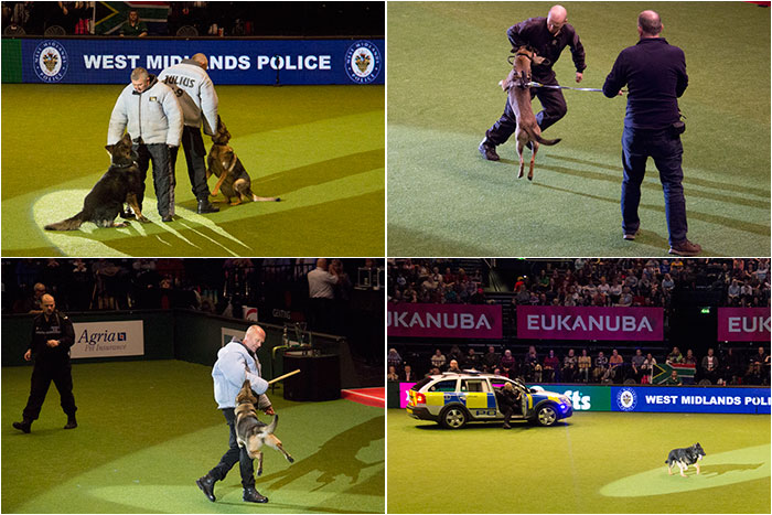 West-Midlands-Police-Crufts-04