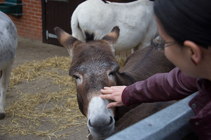 The Donkey Sanctuary