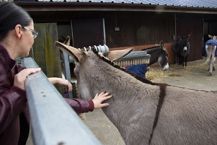 The Donkey Sanctuary