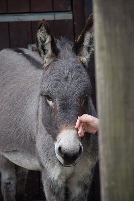 The Donkey Sanctuary