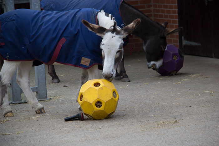 The Donkey Sanctuary