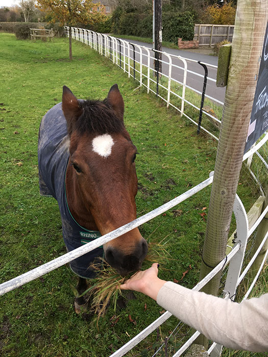 Horse eating grass from the hand