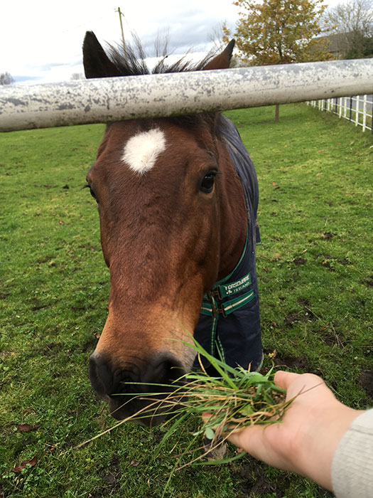 Horse looking at the lens, eating grass