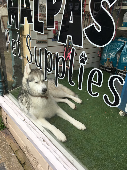 Pet in the window of Malpas Pet Supplies