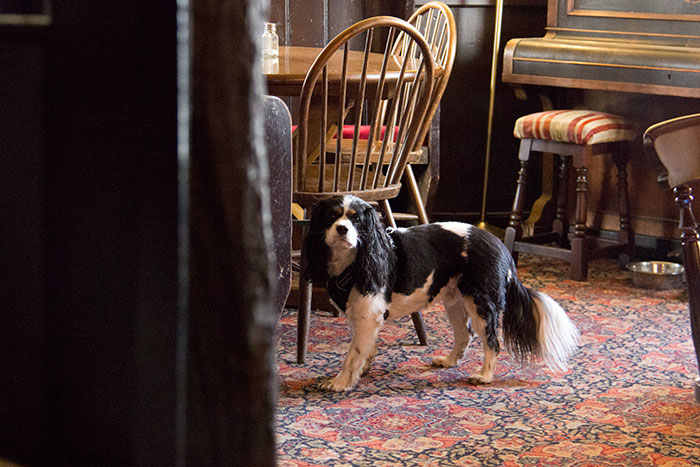Dog at the pub
