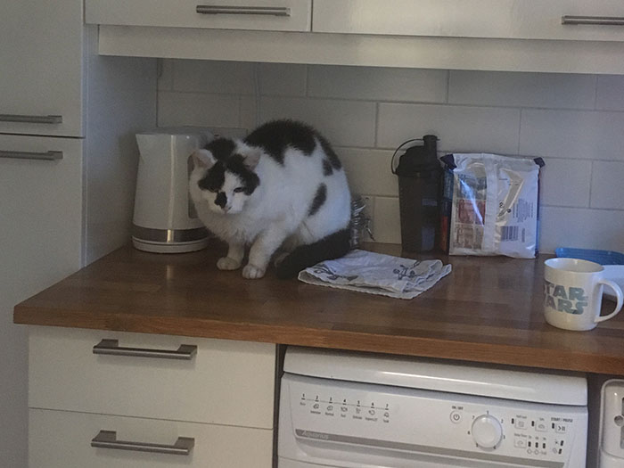 Unexpected Cat in the Kitchen. On the worktop