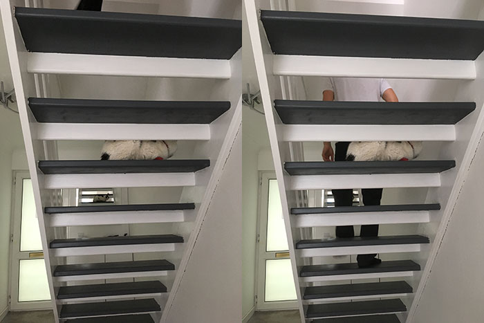 Schrödinger sleeping on the stairs