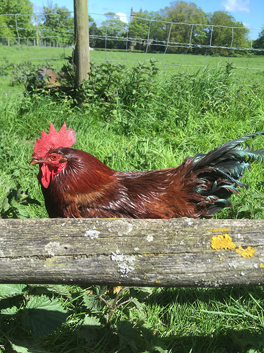 rooster at Lydiate Hall Farm Shop