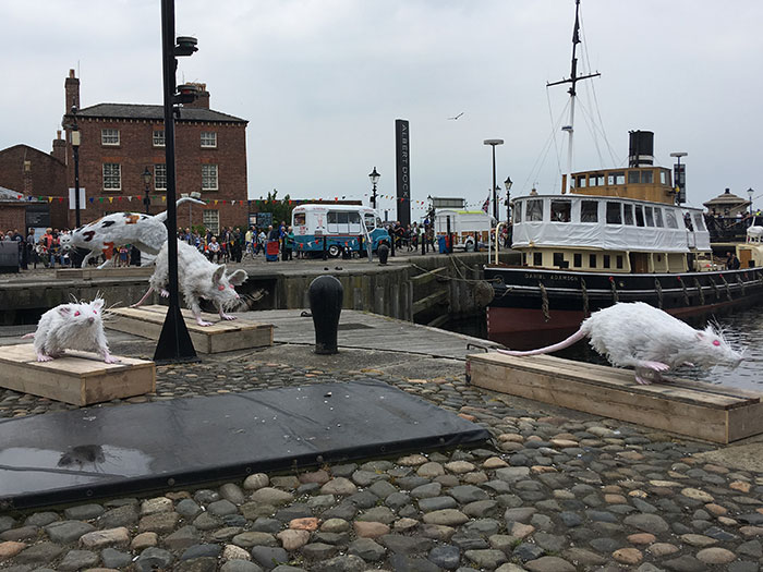 Tall Ships Regatta. The Ship’s Cat and Super Rat
